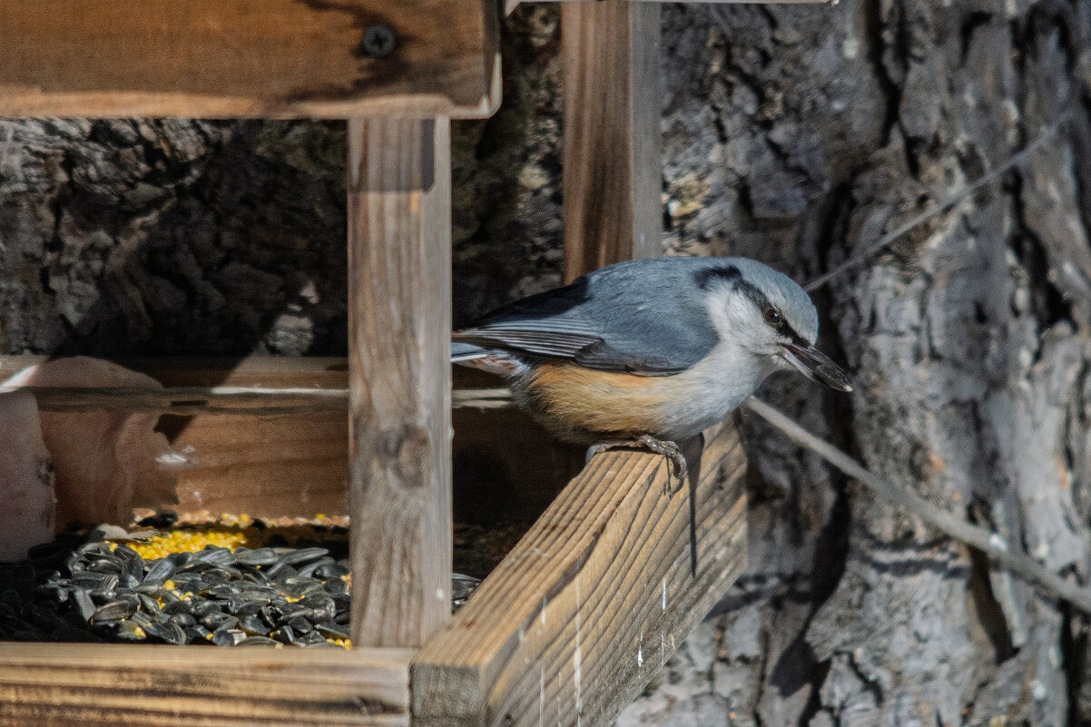 Поползень - Виктор Иванович Чернюк