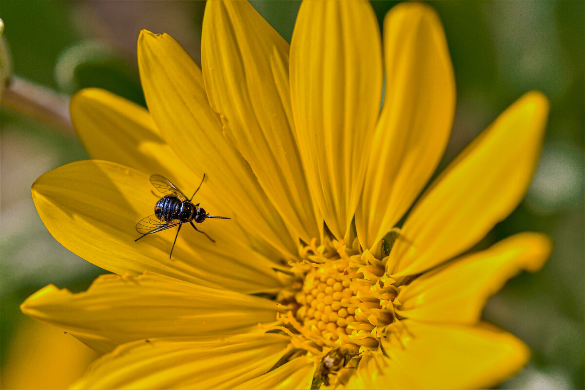 * - Осень * - Осень