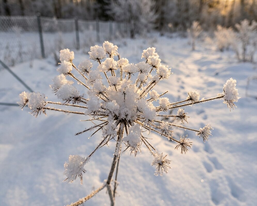 Сныть под снегом - Лилия 