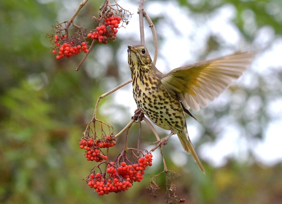 Бузина поспела. - Михаил Белоусов