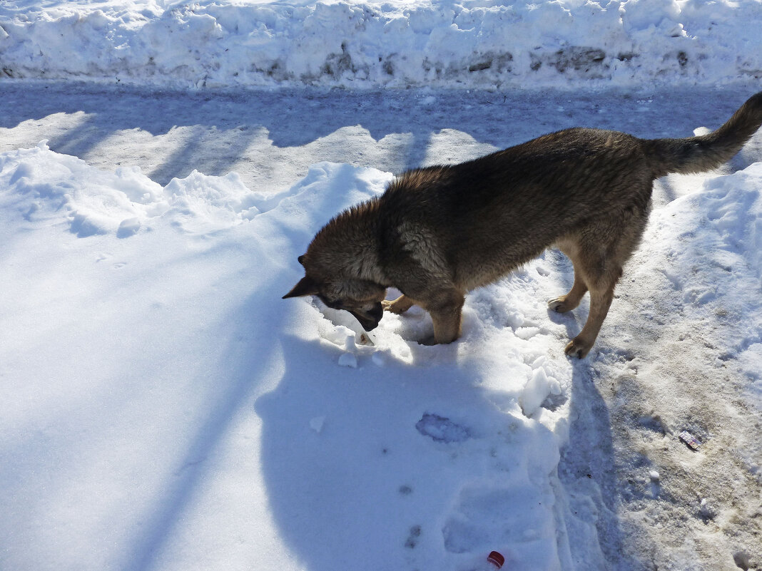 Март...Мышкующий в сквере бродячий пес! - Владимир 