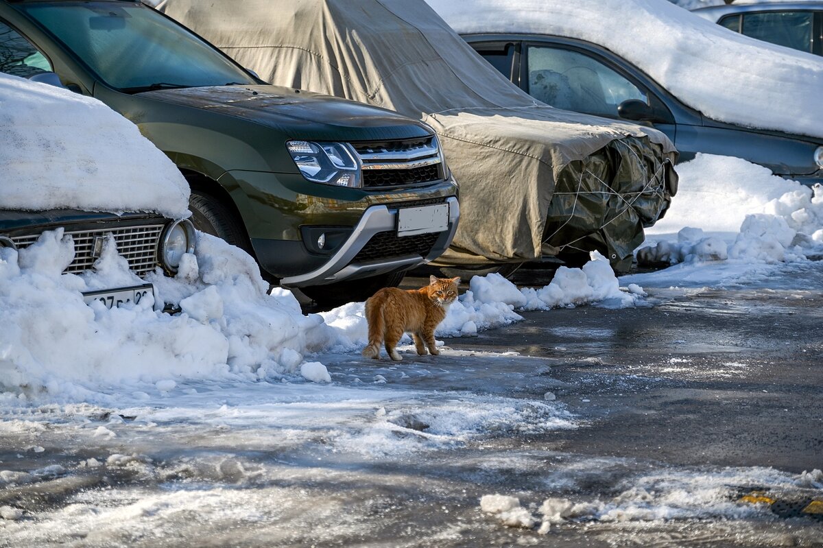 Мартовские прогулки рыжика - Валерий Иванович