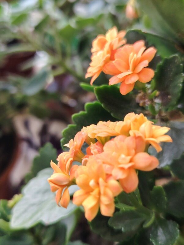 Каланхое Блоссфельда - Наталья (ShadeNataly) Мельник