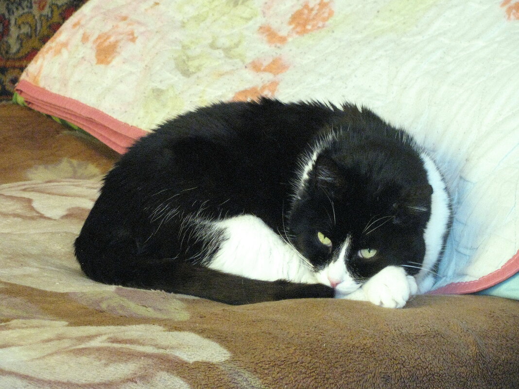 О чём-то задумался - Людмила Смородинская