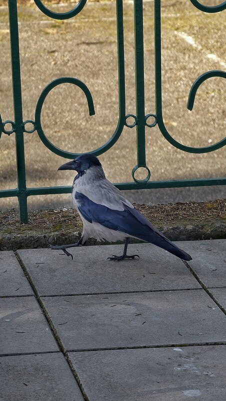 Раз,два, левой,раз,два правой - Мариша 