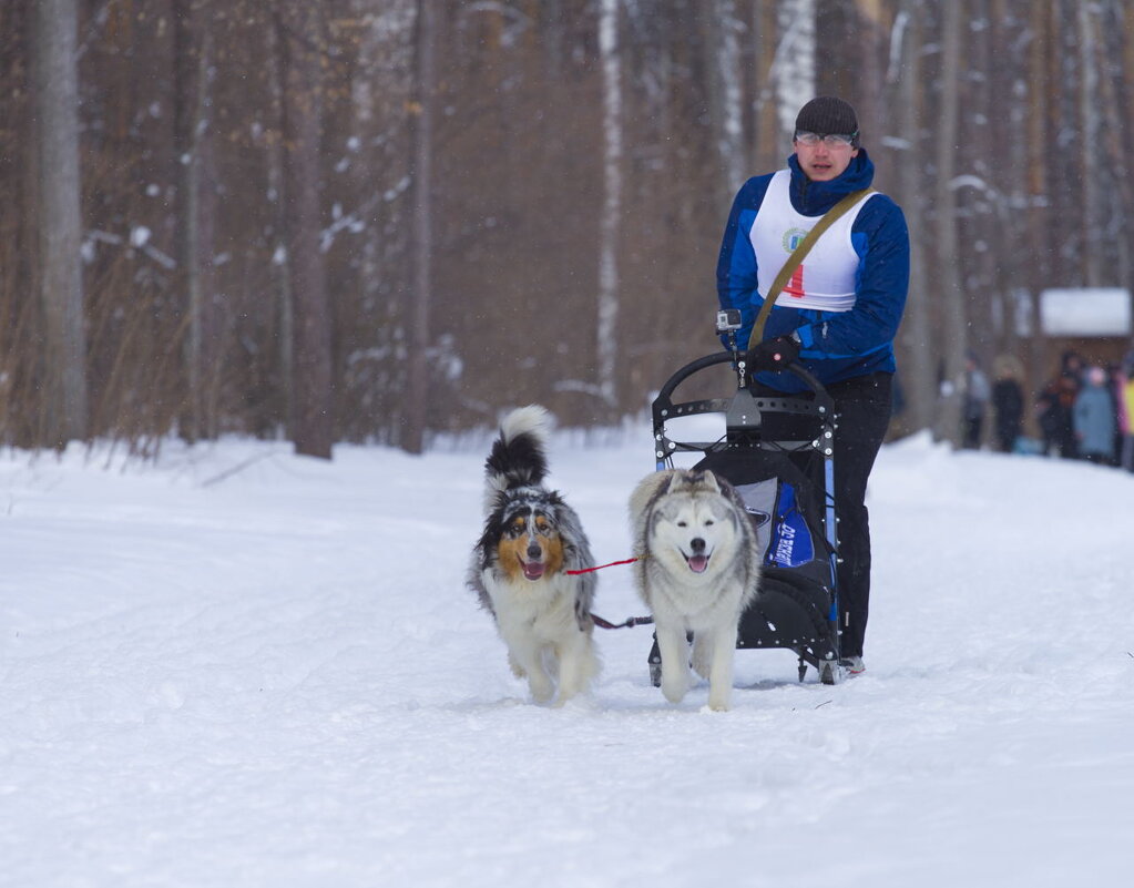 Хаски-биатлон - Олег Денисов
