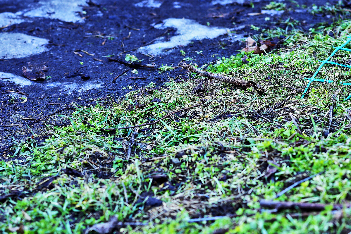 Снег и зелень - Юрий Гайворонскiий