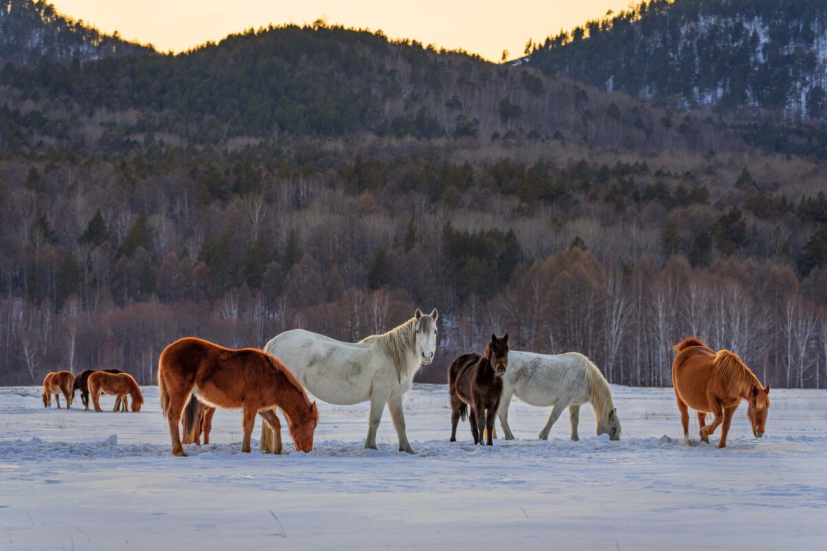 Кони на Голоустненском тракте - Павел Крутенко