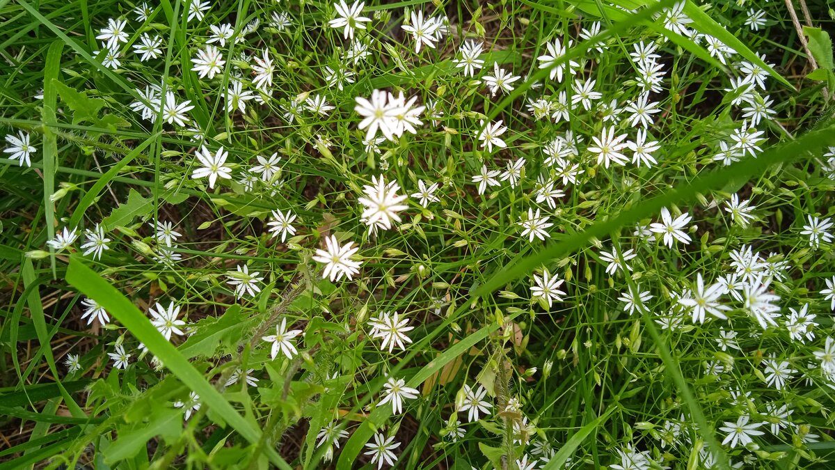 звёздочки - Елена Шаламова