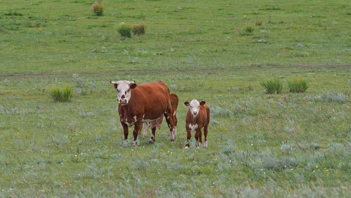 Яблоко от яблони... - Владимир 