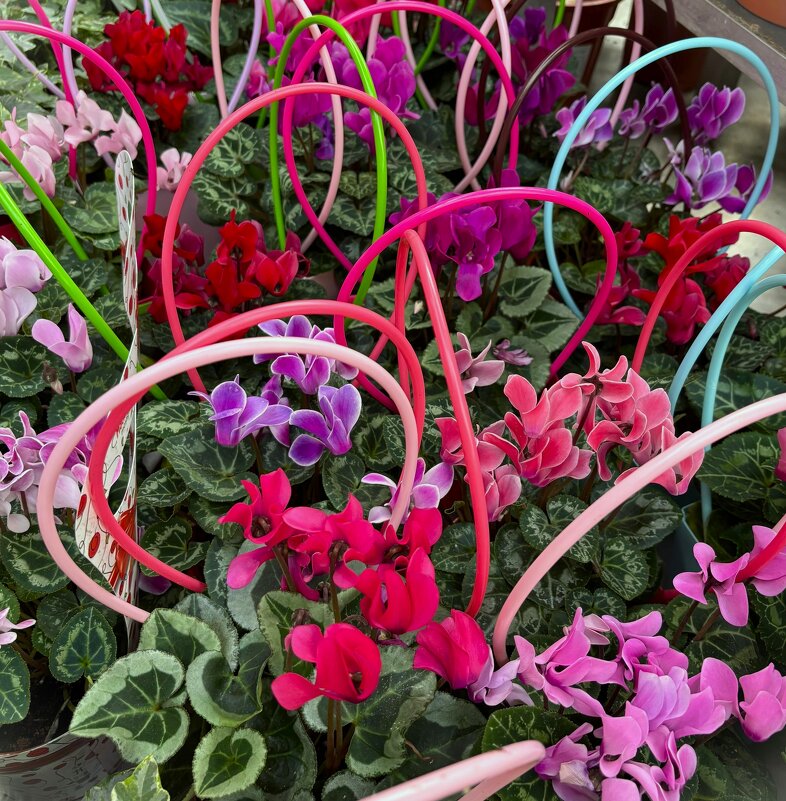 Цикламены - Мария - Maria