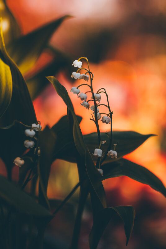 Ландыши - Игорь Шевченко