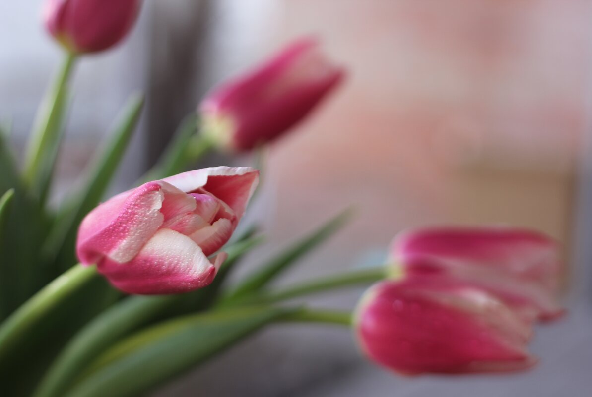 Тюльпаны - Оксана Новик 