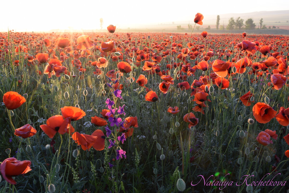 Природа Крыма - Изумительная Космея