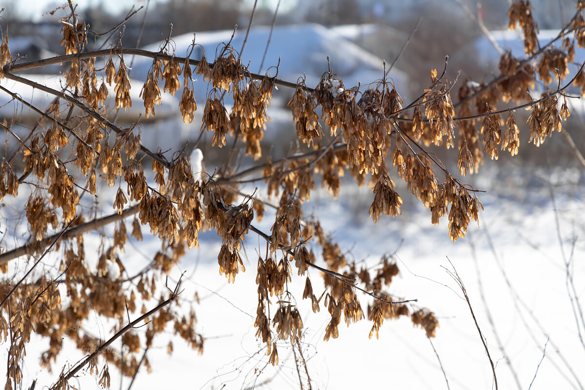 Зимние ветви - Александр Синдерёв