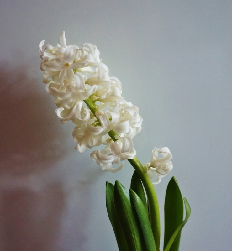 Гиацинт белый - Nataly St. 