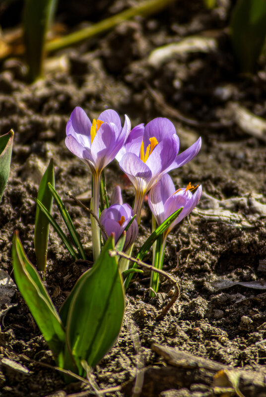Весна. - Александр. AVG100 ---