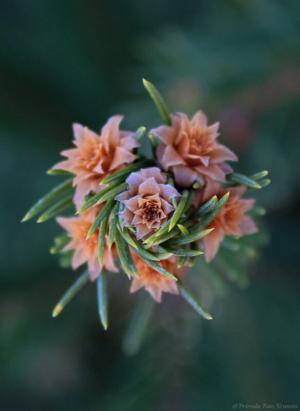 Еловая веточка - Tina Kott