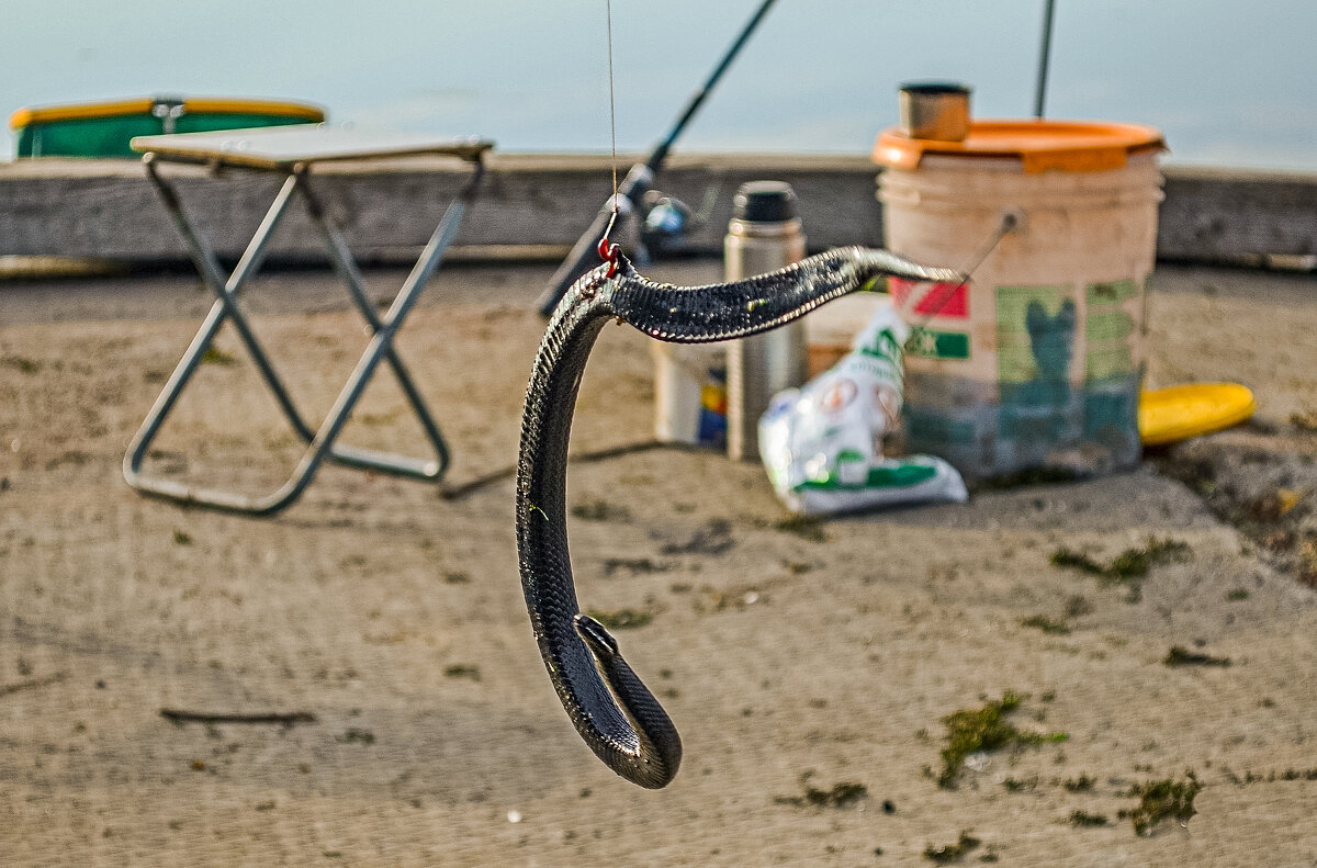 Ловил карася,а поймал гадюку. - Михаил Курзанцев