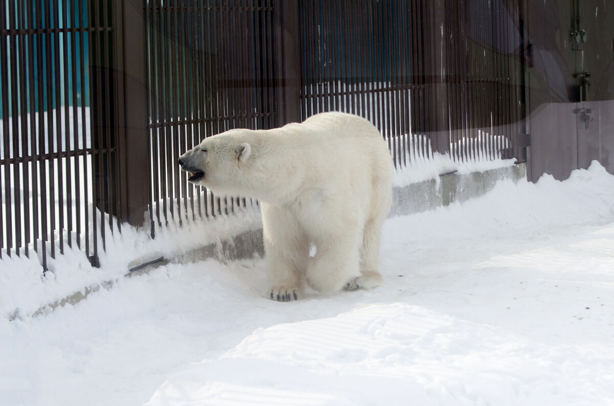 Белый медведь из пермского зоопарка - Евгений Шафер