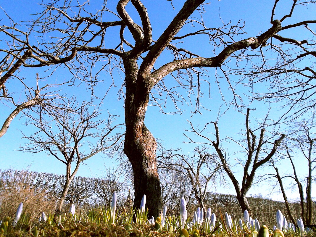 Под яблоней крокусы - VasiLina *