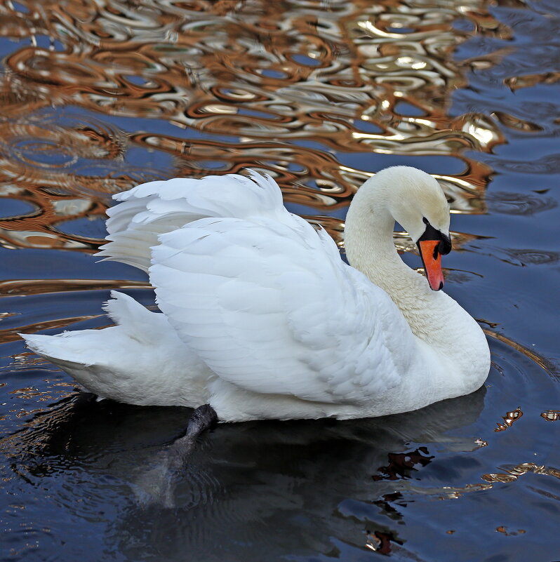 12 марта - Михаил Бибичков