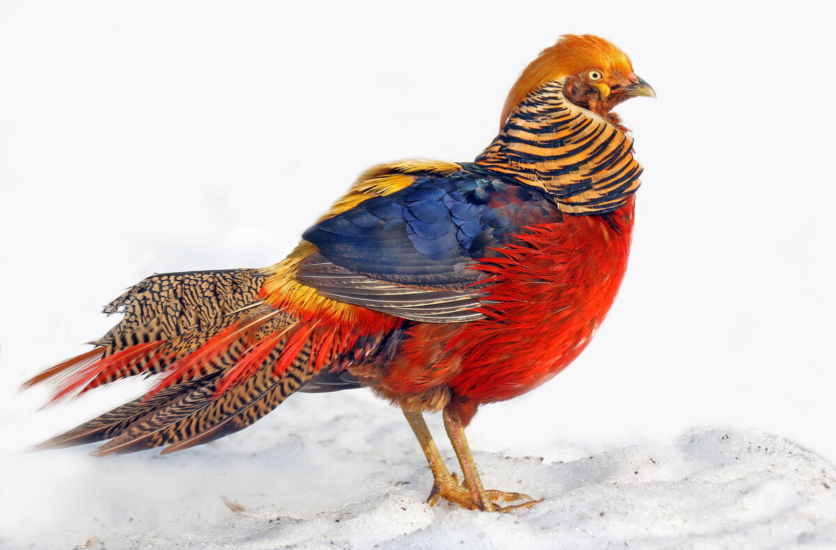 золотой фазан - Михаил Бибичков