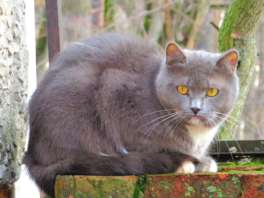 Серенький котик - Андрей Снегерёв