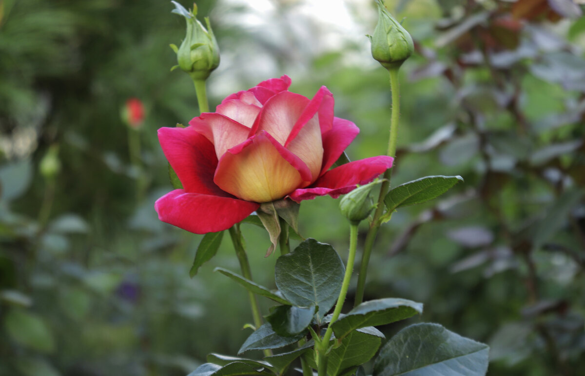 Цветение - елена беликова