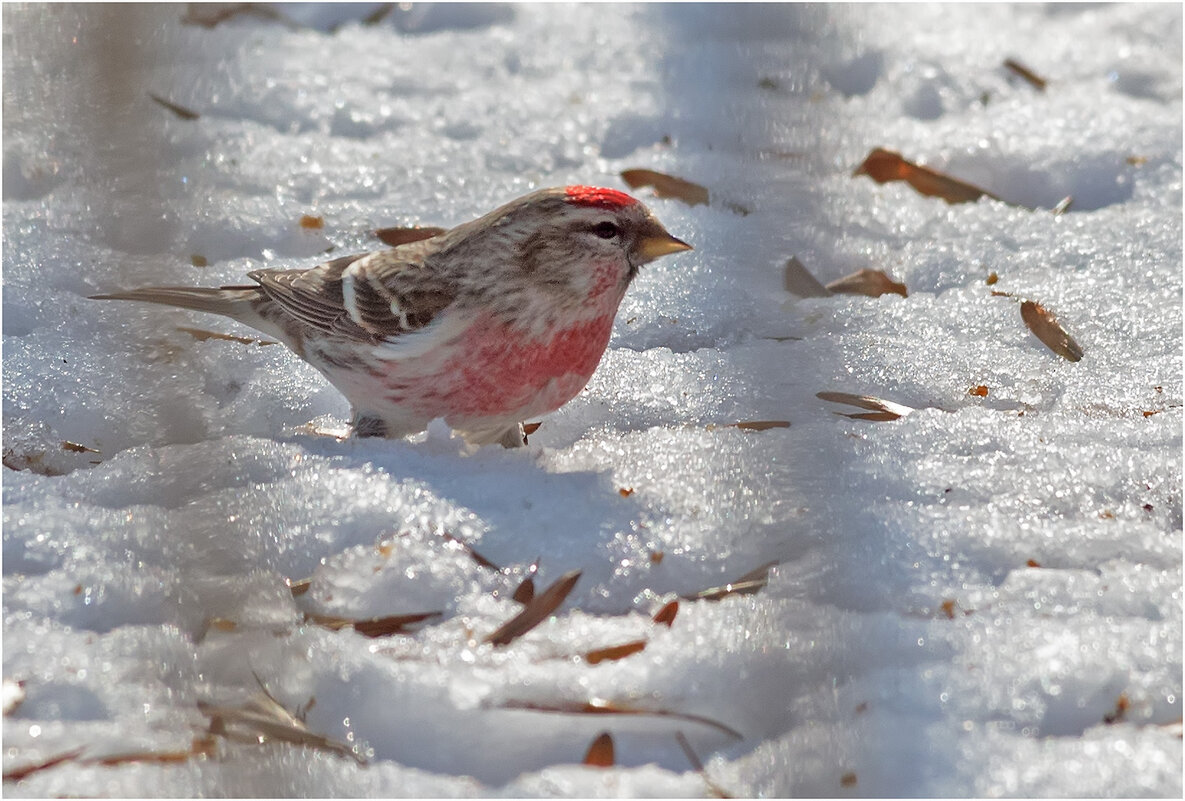 Чечётка ( самец ) - Валентин Котляров