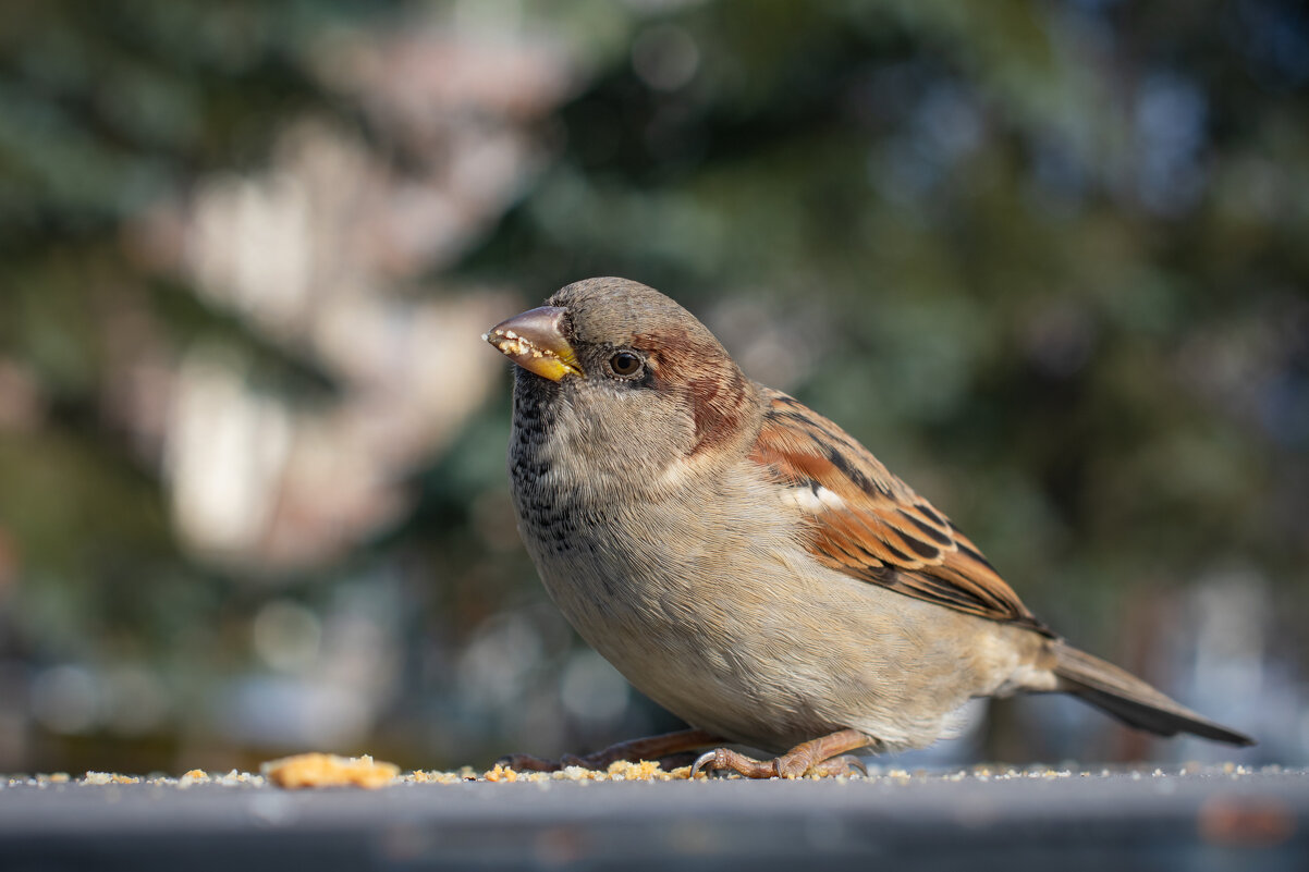 *** - Николай Чекалин