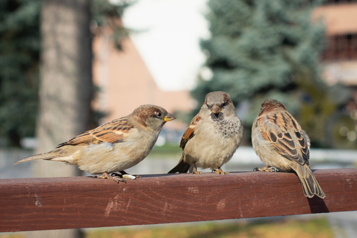 *** - Николай Чекалин