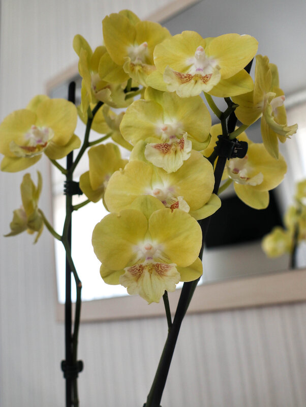 Моя коллекция орхидей - Irene Irene