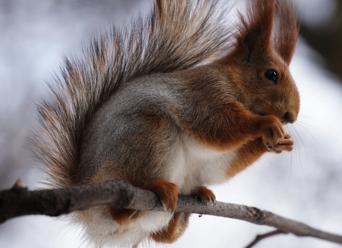 Белка - александр 