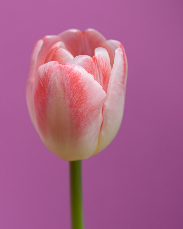 Тюльпан - Илья Шенгелия