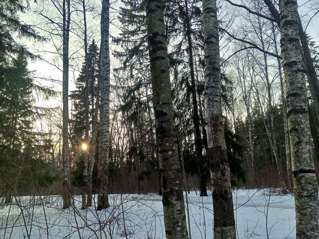 Вечер - Сапсан 