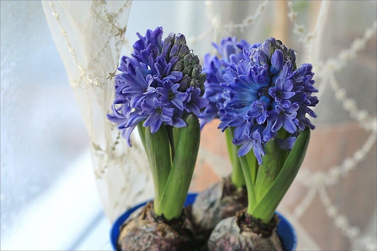 Гиацинты, ядовитые,но прекрасные - ZNatasha -