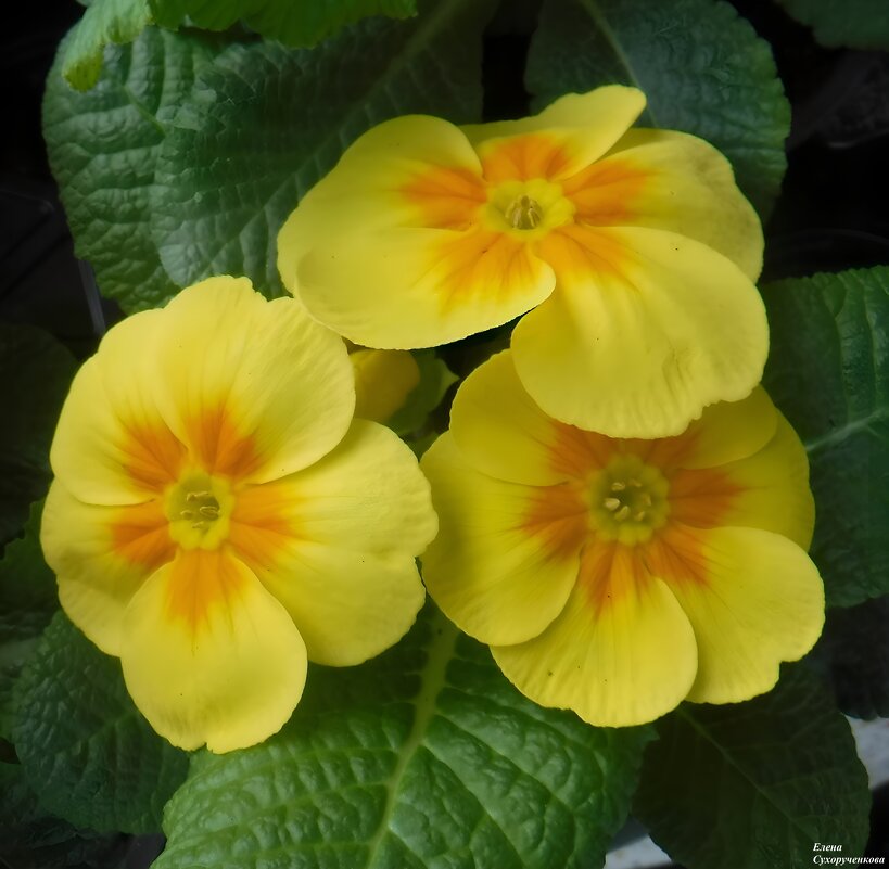 примула - Елена Сухорученкова