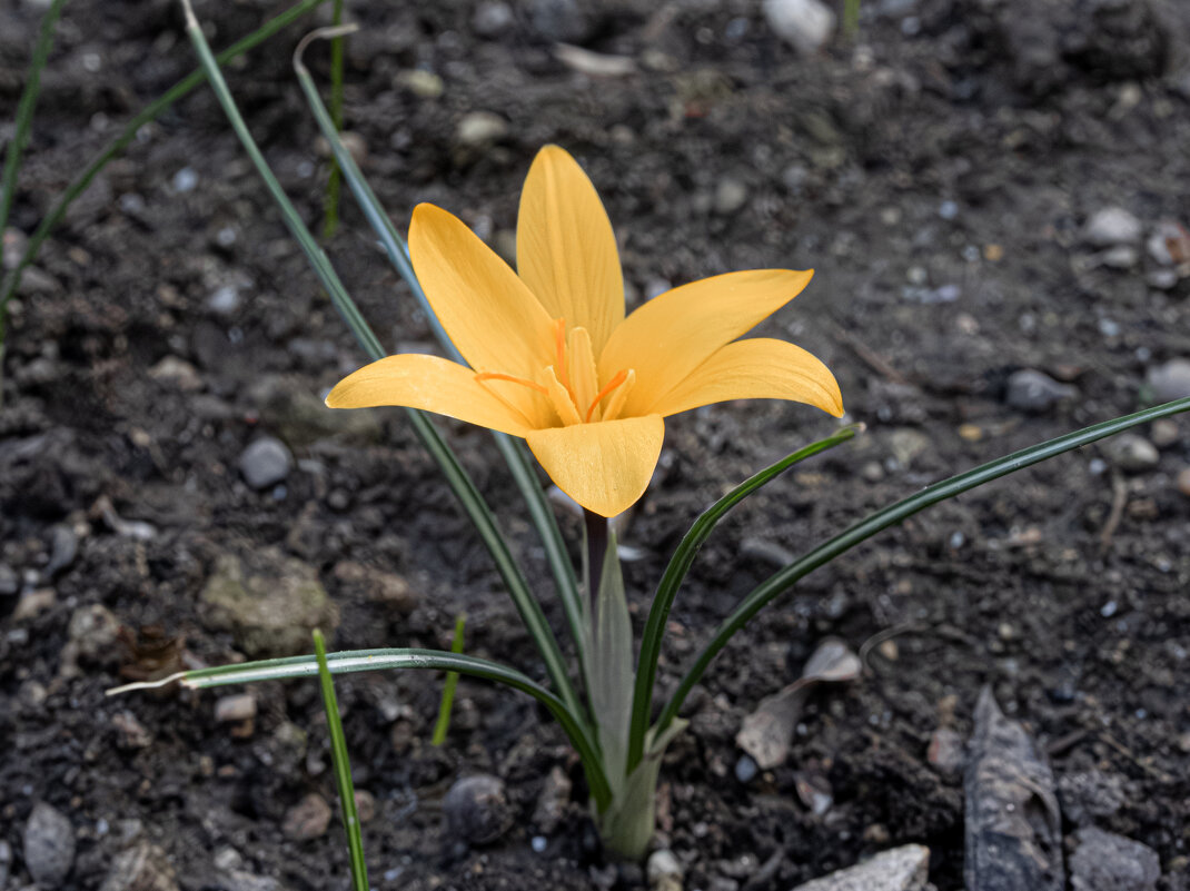 Столичный гость зашёл во двор... - Валерий Басыров