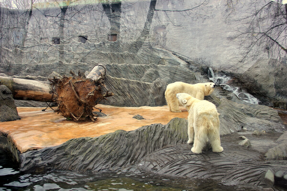 Белые медведи (архив) - Ольга 