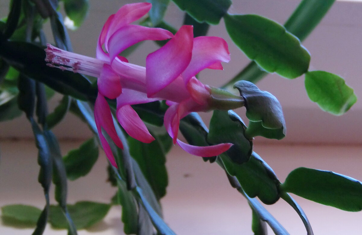 Декабрист зацвел в феврале. - сергей ермошкин