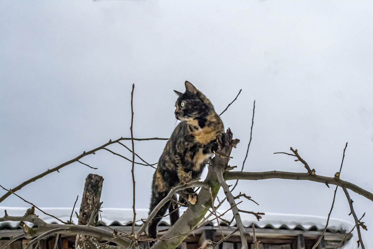 аууууу... Весна, где же ты? - petyxov петухов
