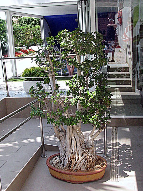 Барселона. - Владимир Драгунский