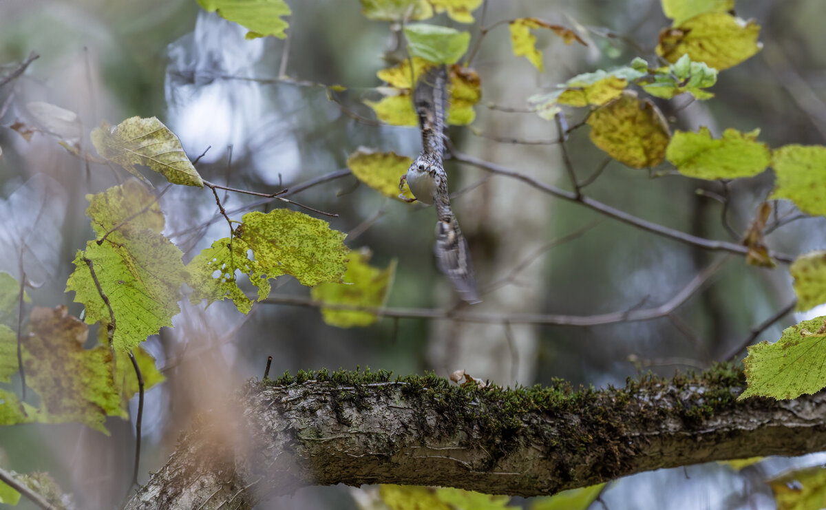 пищуха - юрий макаров