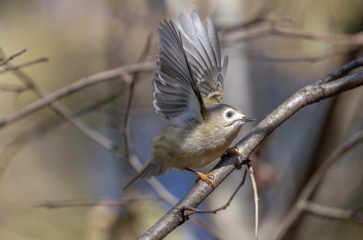 желтоголовый королек - юрий макаров