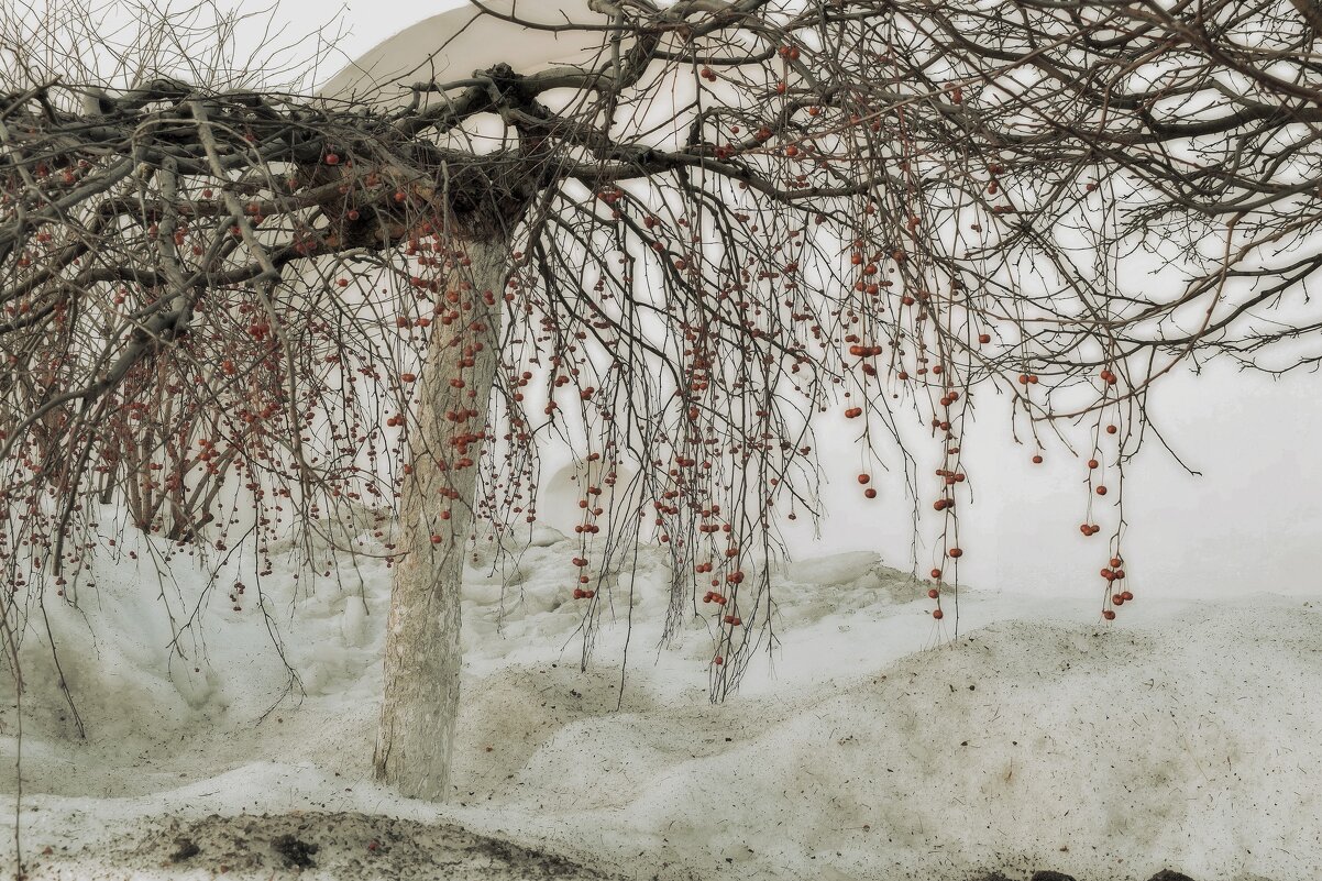 Прошлогодние райские яблочки. - Татьяна Помогалова