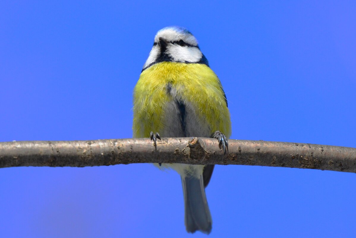 Лазоревка - Константин Анисимов