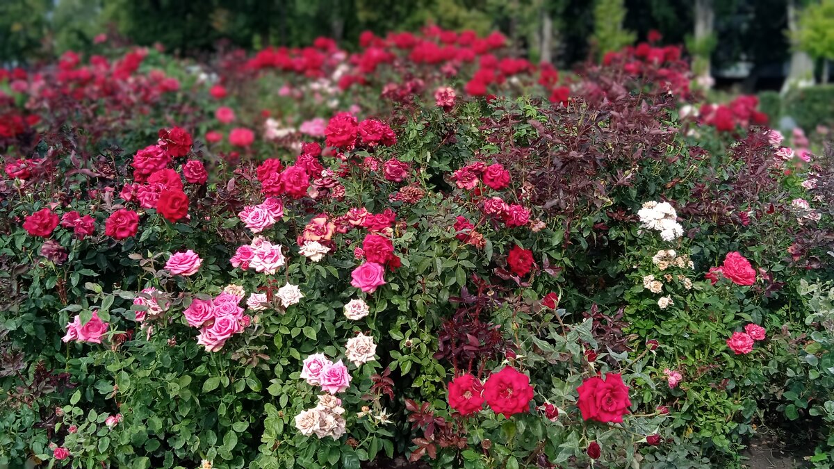 сентябрь---четвёртый месяц лета - Елена Шаламова