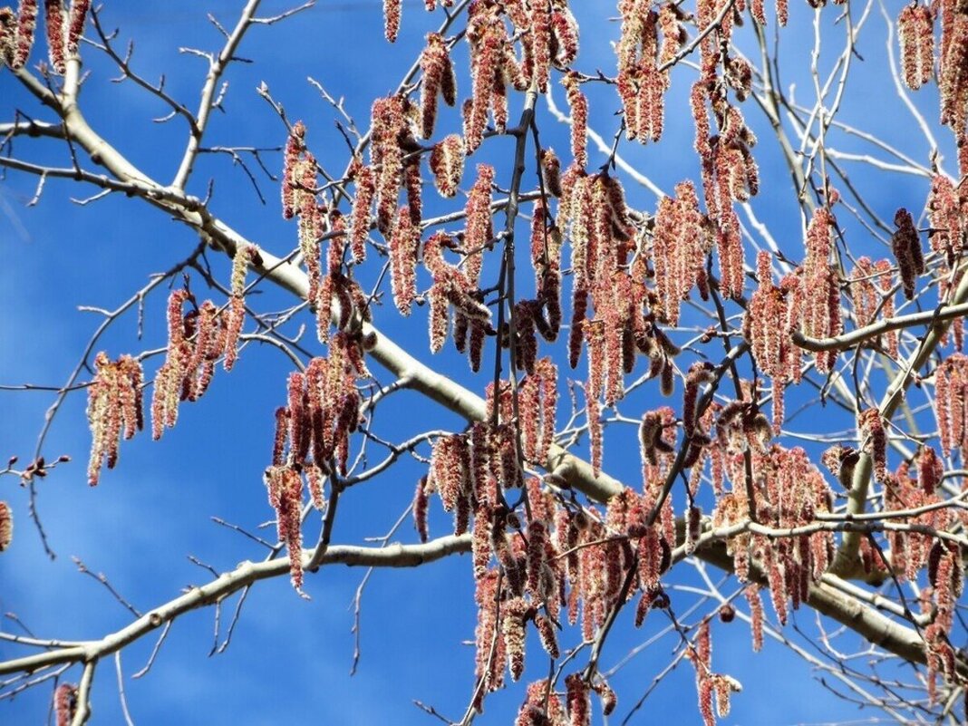 Весна - Лариса С.