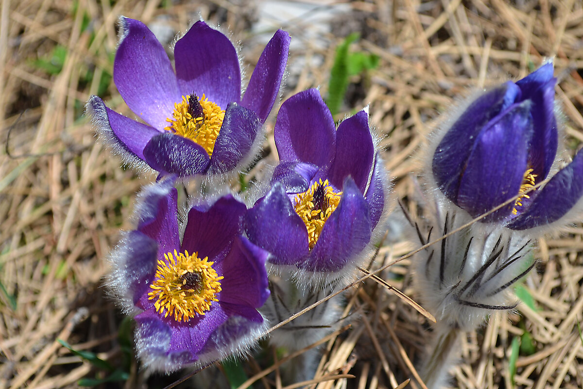 крымский прострел - Ольга 